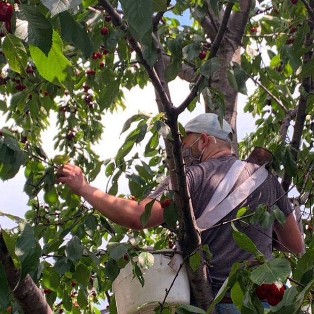 Cherry Picker Jobs in Canada